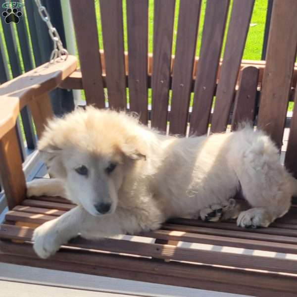 Jonah, Saint Bernard Mix Puppy